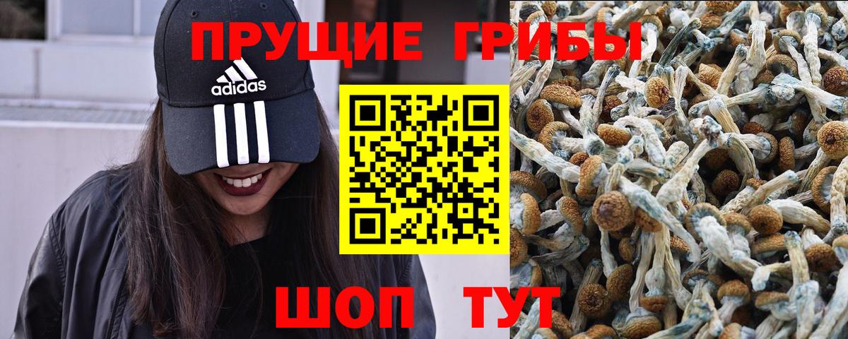 Галлюциногенные грибы Psilocybine cubensis Бирск